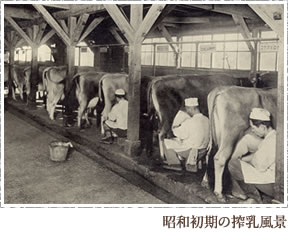 昭和初期の搾乳風景