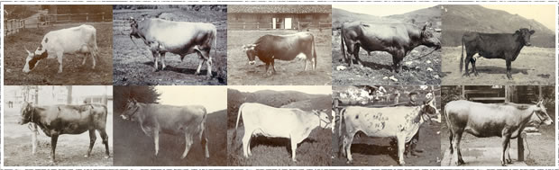 さまざまな牛を試験的に導入し、研究を重ねました