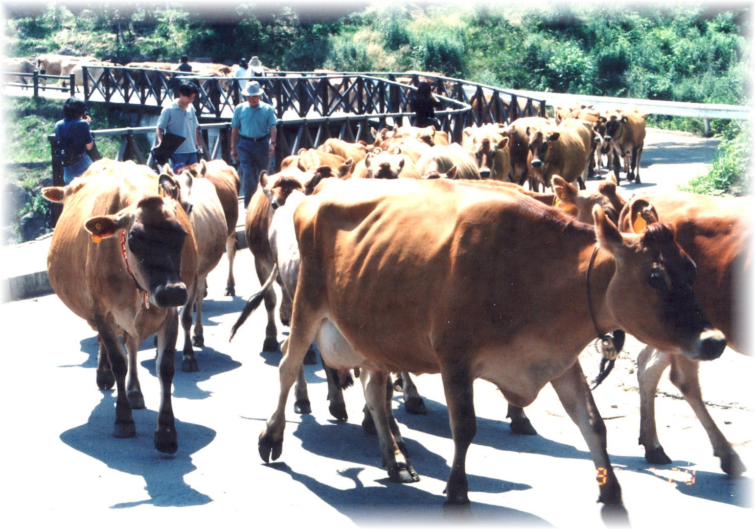 Procession of grazing cattle