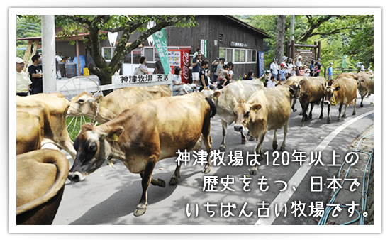 神津牧場は130年以上の歴史をもつ、日本でいちばん古い牧場です。標高850～1,350メートル、年平均気温9.4℃。ここは見渡す限り緑のワンダーランドです。100ヘクタールの牧草地で、200頭以上のジャージー牛たちがゆったりと草を食んでいます入場料･駐車料無料、牧場内を自由に散策できますし、生まれて間もない子牛にだって自由にさわれます。ジャージー牛からしぼり出された濃厚で栄養豊富な牛乳をはじめ、バターやチーズ、ソフトクリームなども、もうひとつのお楽しみです。あなたもここで、自然や動物との共生を体験してみませんか？